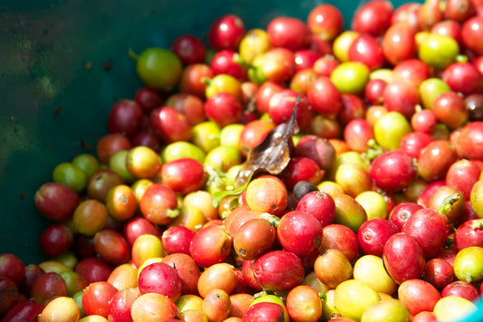 Robusta the BUSTA: The Difference Between Robusta And Arabica Coffee